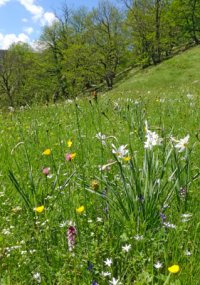 Le bonheur est dans le pré Le bonheur est dans le pré