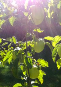 Le fruit des origines... Le fruit des origines...