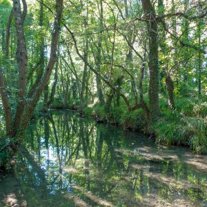 Biodiversité du Massif central
