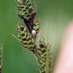 Pratiquer la botanique