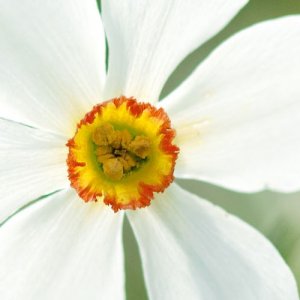 La biodiversité végétale et fongique du Massif central