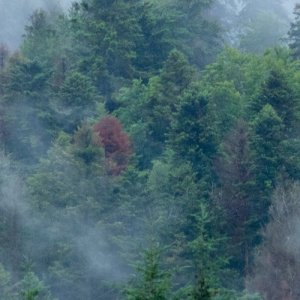 Climat