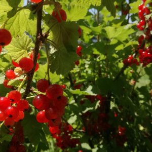 Collection « Ribes »