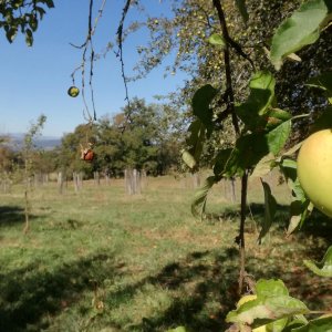 Les collections fruitières