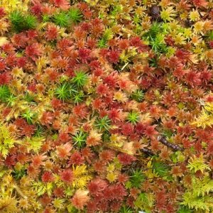 Bryophytes corticoles