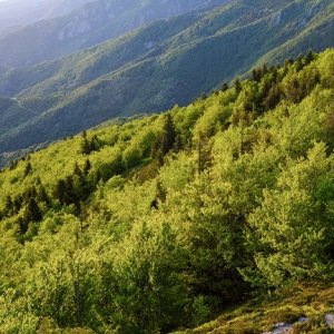 Forêts à forte biodiversité