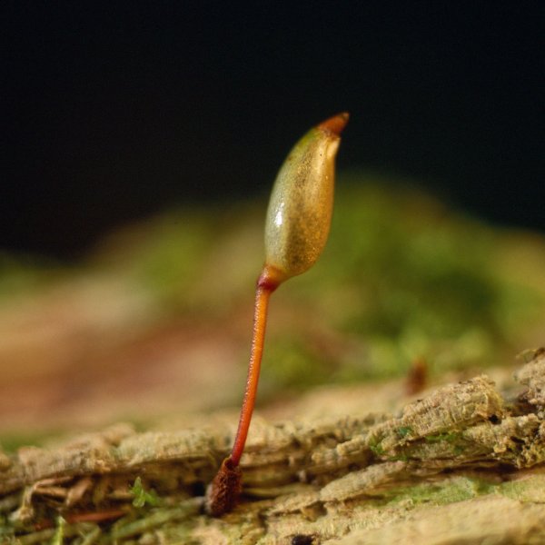 Buxbaumia viridis © L. OLIVIER / CBNMC