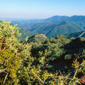 Le Gui du Cade, une plante ardéchoise singulière à préserver