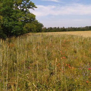 La Petite Amourette et l’Ammi élevé : deux découvertes dans la Loire
