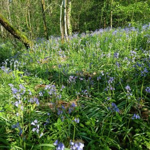3 ans d’actions en faveur de la biodiversité végétale  sur le territoire de Limoges Métropole (2023 à 2025)