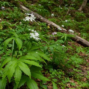 Un état des lieux de la flore sensible aux perturbations climatiques en Limousin