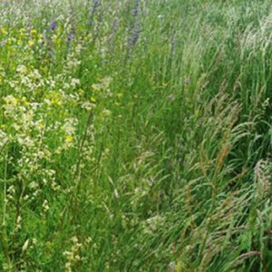 "Le Lignon retrouvé", Prix du génie écologique 2018 !