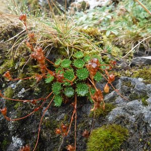 Le Saxifrage de Lamotte, une espèce endémique d’Auvergne en voie de disparition ?