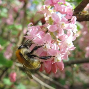 Cartographier les potentialités d'accueil des abeilles sauvages en milieux naturels à semi-naturels