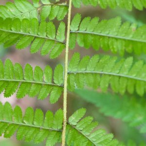 Redécouverte de Dryopteris remota dans le département du Rhône !