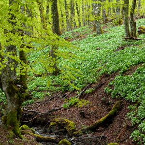 En Nouvelle-Aquitaine, les Conservatoires botaniques nationaux se mobilisent pour identifier les vieilles forêts...