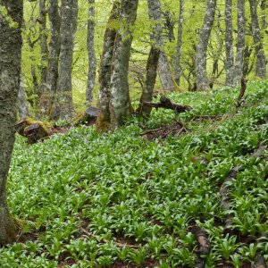Prodrome des végétations de France : les végétations forestières caducifoliées françaises enfin disponibles