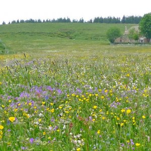 « Que me disent les plantes dans ma prairie ? »