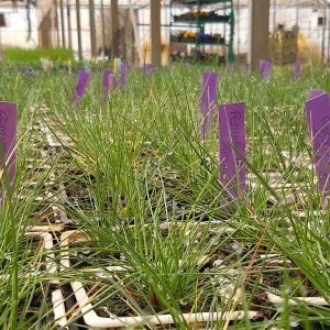 Des palettes végétales pour une revégétalisation adaptée du Massif central