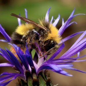 Mais qui pollinise la Centaurée de Lyon ?