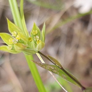 Une nouvelle espèce dans la Loire (42), Bupleurum baldense Turra ou Buplèvre du Mont Baldo