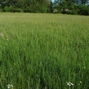 Découverte de Carex hartmanii pour le département du Cantal