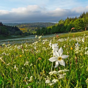 50 RDV pour découvrir les plantes, lichens et champignons sauvages du Massif central