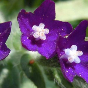 Anchusa undulata L. (Boraginaceae) découvert dans le département du Rhône