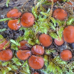 Liste rouge de la fonge en Auvergne-Rhône-Alpes : un quart des champignons menacés ou quasi menacés