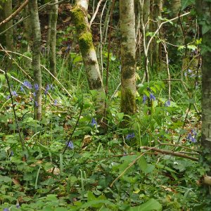 Un catalogue des végétations pour le territoire de Limoges Métropole