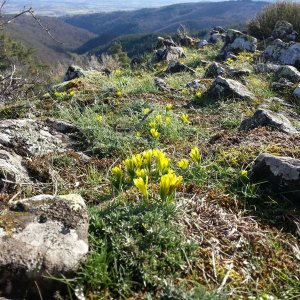 La Gagée de Bohême : une espèce protégée des affleurements basaltiques