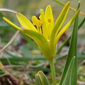 Découverte de la Gagée des prés en sud-Ardèche