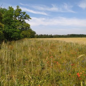Une Mesure Agro-Environnementale et Climatique inédite favorable aux messicoles dans la plaine du Forez