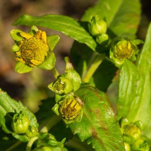 Découverte de Guizotia abyssinica dans le département de la Loire