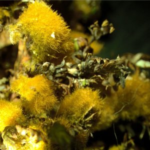 Une algue verte… pas si verte