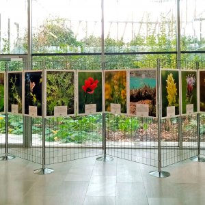 Une exposition itinérante consacrée à la flore du Massif central
