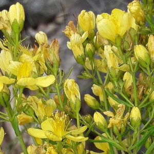 Le Millepertuis à feuilles d'Hysope, une espèce nouvelle pour l'Ardèche !