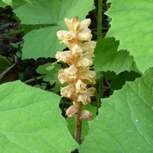 Redécouverte dans le Cantal : Orobanche flava