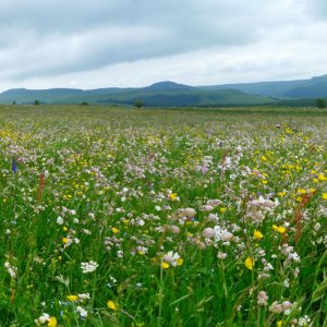 Les végétations agropastorales du Massif central enfin cataloguées !