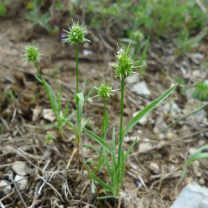 L’Echinaire en tête redécouverte en Ardèche