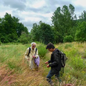 Projet de développement de la connaissance sur des espèces délicates à identifier dans le Massif central