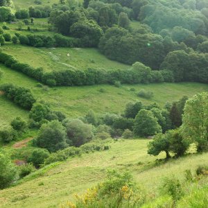 19 propositions en faveur des prairies naturelles de France