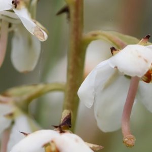 La Pyrole à feuilles rondes : une nouvelle espèce pour le département de la Loire