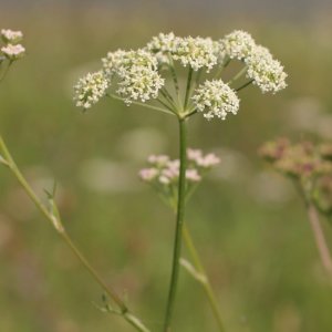 Découverte du Séséli annuel en Ardèche