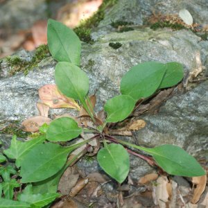 Seconde localité d’un Silène très rare en Ardèche découverte à Saint-Paul-le-Jeune