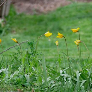 Découverte d'une nouvelle station de Tulipa sylvestris subsp. sylvestris en Haute-Loire