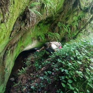 Découverte du Trichomanès remarquable dans le Puy-de-Dôme