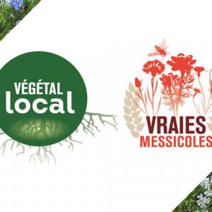 Webinaires Végétal local sur les herbacées