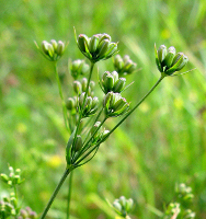 Bupleurum gerardii