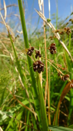 Bupleurum geradii en fruit © Nicolas Guillerme - CBNMC